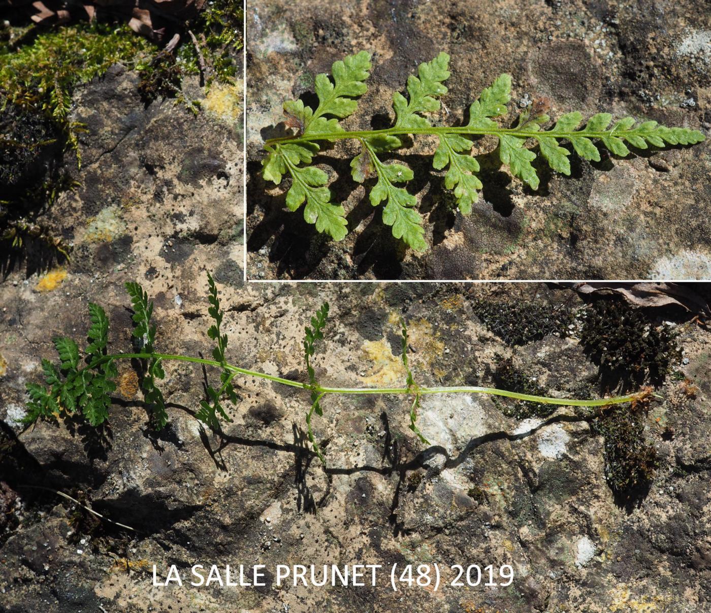 Fern, Brittle Bladder leaf